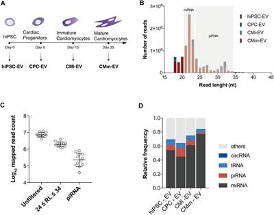 Expression of Extracellular Vesicle PIWI-Interacting RNAs Throughout hiPSC-Cardiomyocyte Differentiation